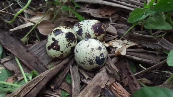 Перепелиные яйца на природе с естественным фоном. На природе, перепелка максимальная имеет только три яйца
. - Кадры, видео