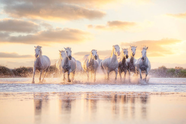 Cavalos brancos selvagens de Camargue correndo na água no por do sol. Sul da França
 - Foto, Imagem