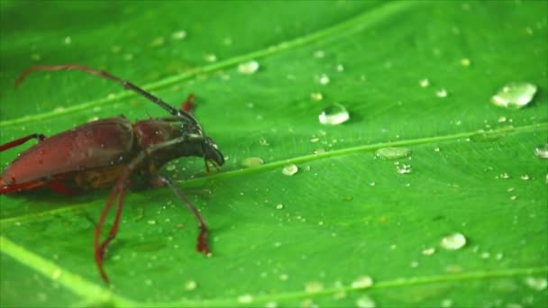 Óriás bogár palo verde vagy hosszúszarvú bogár közelről, rovar felvételeket egy zöld levél esőcseppek. - Felvétel, videó
