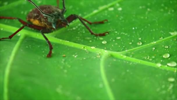 雨滴と緑の葉の上に虫の映像を閉じ、巨大なカブトムシのパロバードまたは長い角のカブトムシ。. - 映像、動画
