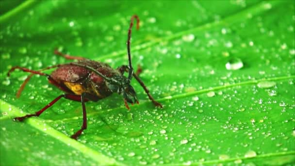Гигантский жук пало-верде или длиннорогий жук крупным планом, кадры насекомых на зеленом листе с капельками дождя
. - Кадры, видео