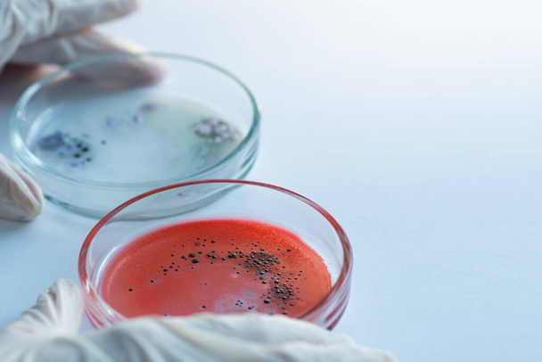 Research of viruses and bacteria, researcher holds a Petri dish with a sample. - Foto, Bild