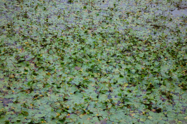 Un patrón de hoja de loto que ha sido finamente cultivado en el pantano
 - Foto, imagen