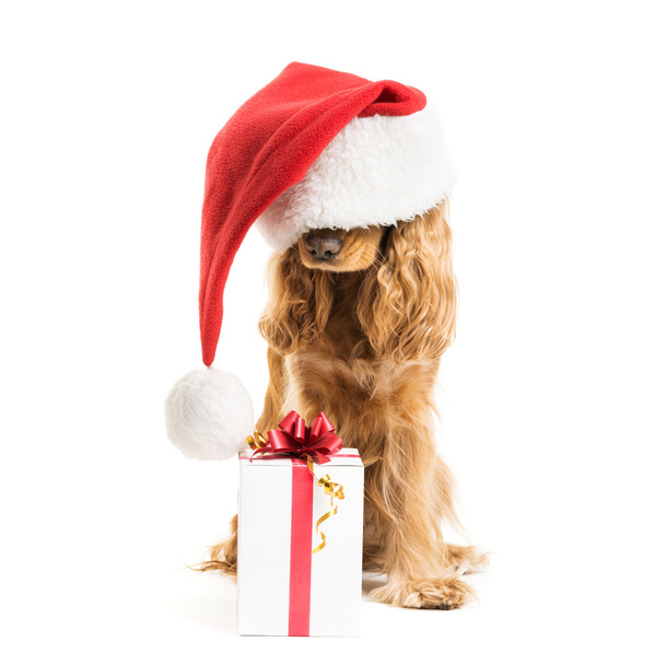 dog in santa hat with gift - Foto, afbeelding