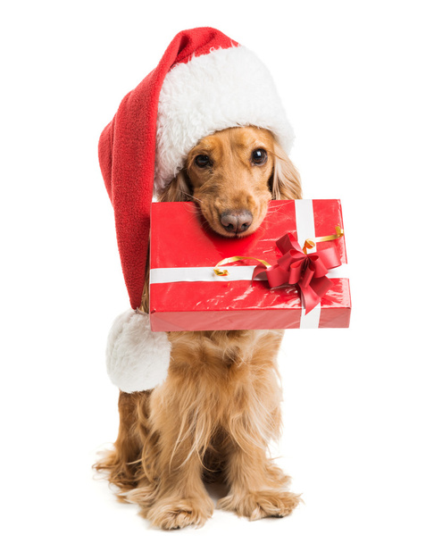 dog in santa hat with a gift mouth - Фото, зображення