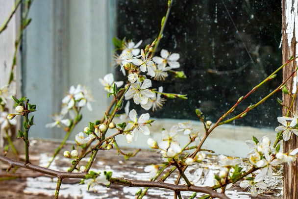 Ramo de árvore de cereja florescendo no fundo da janela velha
. - Foto, Imagem
