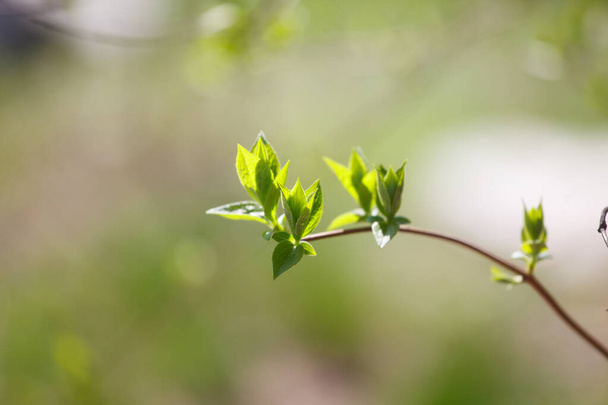 The new leaves from the buds on the trees in spring - Foto, Imagen