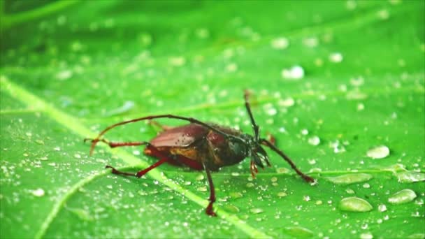 Гигантский жук пало-верде или длиннорогий жук крупным планом, кадры насекомых на зеленом листе с капельками дождя
. - Кадры, видео