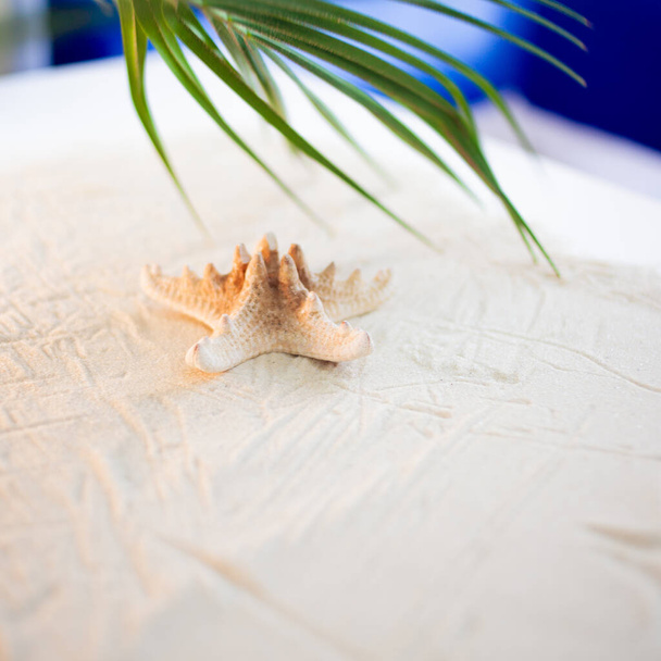 Playa tropical Una hoja de palma verde, y estrellas de mar solitarias, se encuentran en la arena blanca y fina. Fondos de escritorio. - Foto, Imagen