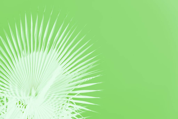 Hojas de palma blanca sobre fondo verde claro. Concepto mínimo, espacio de copia
 - Foto, Imagen
