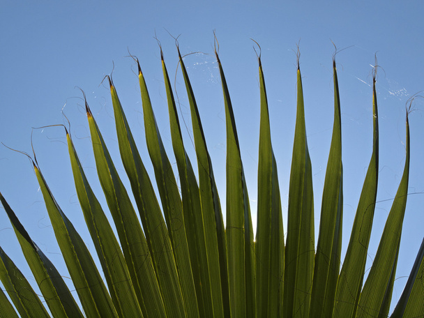 Каліфорнія washingtonia, у washingtonia, Каліфорнія вентилятор palm пустелі вентилятор palm - Фото, зображення