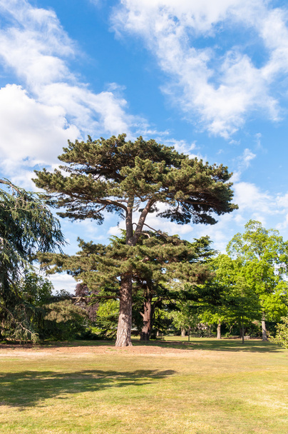 Albero nei giardini di Kew
 - Foto, immagini