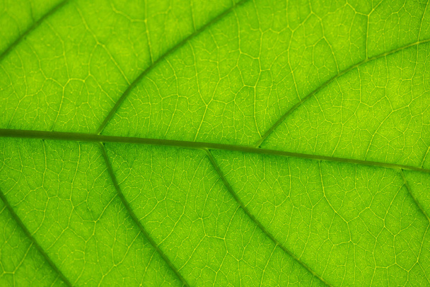 veins in a leaf against the light, texture - Fotoğraf, Görsel