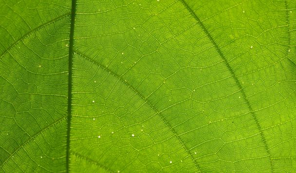veins in a leaf against the light, texture - Photo, Image