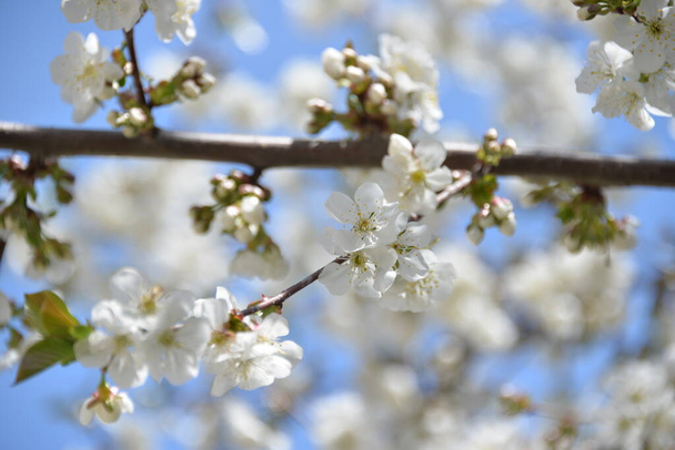 small white flowers bloom in spring on a cherry tree - Photo, Image