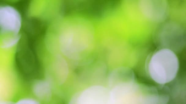 Spring bokeh nature, abstract background, green leaves blurred beautifully in spring or summer, are green bokeh that selects the focus of leaves from trees to blur. - Footage, Video