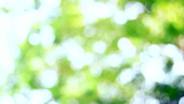 Frühling Bokeh Natur, abstrakter Hintergrund, grüne Blätter verschwimmen schön im Frühling oder Sommer, sind grüne Bokeh, die den Fokus der Blätter von Bäumen wählt, um zu verschwimmen. - Filmmaterial, Video