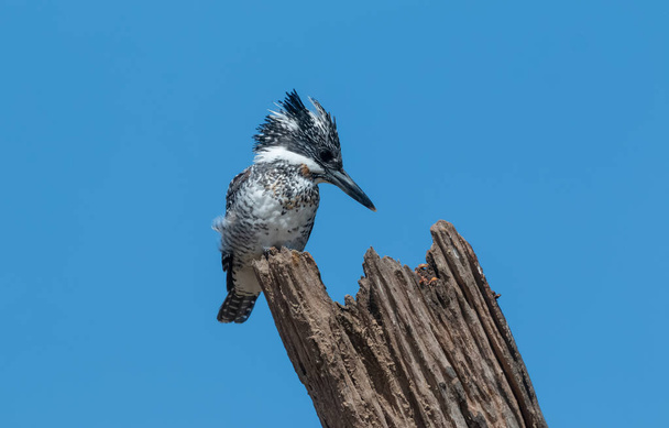 Haubeneisvogel (Ceryle rudis) hockt auf Baum - Foto, Bild
