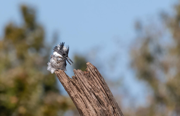 Pied Kingfisher (Ceryle rudis) siedzący na drzewie - Zdjęcie, obraz