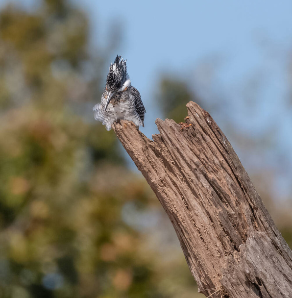 harjanteella istuva Pied Kingfisher (Ceryle rudis)
 - Valokuva, kuva
