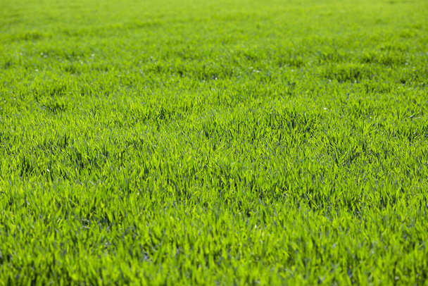 Campo verde de cultivo de trigo en primavera, Fondos agrícolas
 - Foto, imagen