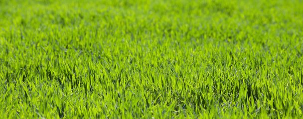 Campo de primavera verde de trigo joven. Fondo de hierba verde
 - Foto, imagen