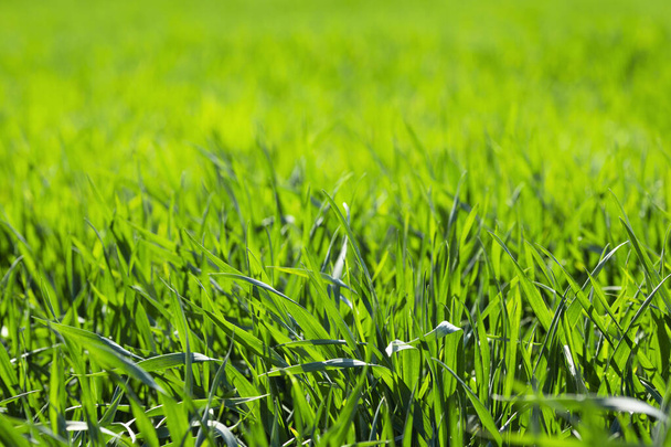 Rolnictwo. Zielona pszenica kiełki w słońcu tle - Zdjęcie, obraz