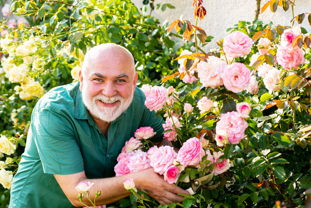 Senior gardener in the garden. Farming, gardening and people concept - happy senior man with roses flowers blooming at summer garden. - Фото, зображення