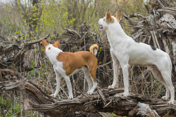Basenji z krzyżówką psów myśliwskich i północnych stojących na korzeniu upadłego drzewa i obserwujących wrogów w wiosennym lesie - Zdjęcie, obraz