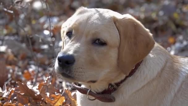 Labrador retriever jovem cão ao ar livre no outono, 4k
 - Filmagem, Vídeo
