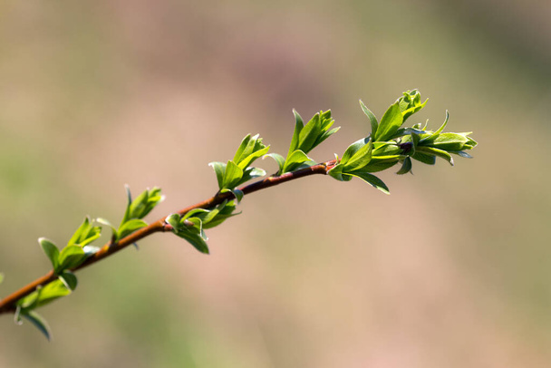 rama de árbol con follaje verde joven en primer plano de primavera
 - Foto, imagen