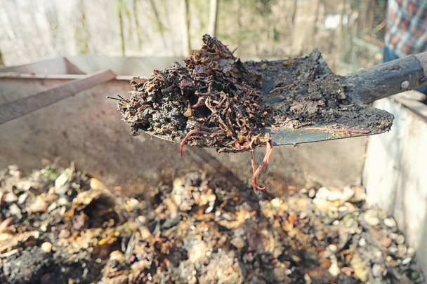 Organic soil, humus, compost and earthworms on shovel over compost heap. Vermicomposting, vermiculture, homemade worm composting. Kitchen and garden waste leftovers to nutrient-rich fertilizer. - Photo, Image