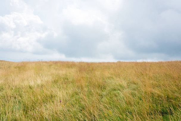Haut horizon d'herbe luxuriante épaisse atteignant ciel nuageux bleu pâle
 - Photo, image