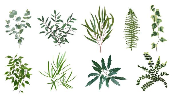 Ρεαλιστικά πράσινα φυτά βοτάνων. Φύλλα φυτών της φύσης, φύλλωμα πρασίνου, φτέρη του δάσους, ευκάλυπτος φυτό, φυτά-φορείς φύλλο απομονωμένη εικονογράφηση σύνολο - Διάνυσμα, εικόνα