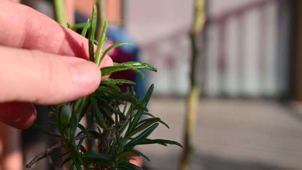 Close-up image on tender green rosemary needles: a Caucasian man's hand touches them. - Footage, Video