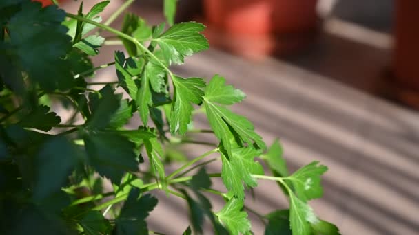 Detailní záběr jemných, jasně zelených petrželových listů: lehký vánek houpe listy - Záběry, video