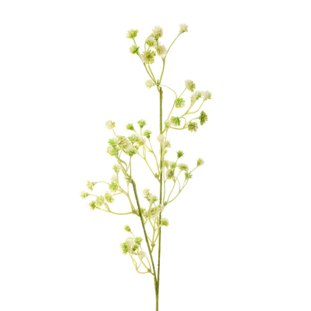 χρώμα τεχνητά λουλούδια που απομονώνονται σε λευκό φόντο   - Φωτογραφία, εικόνα