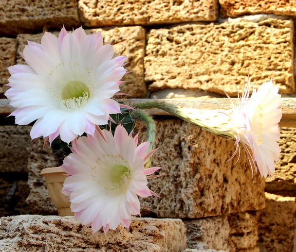 virágzó kaktusz - Fotó, kép