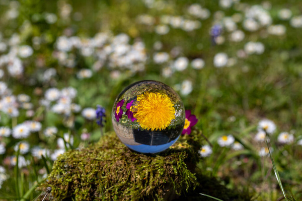 Кришталева куля з кульбабою і фіолетовою первоцвітом на моху, покритому каменем, оточена квітковим лугом
 - Фото, зображення