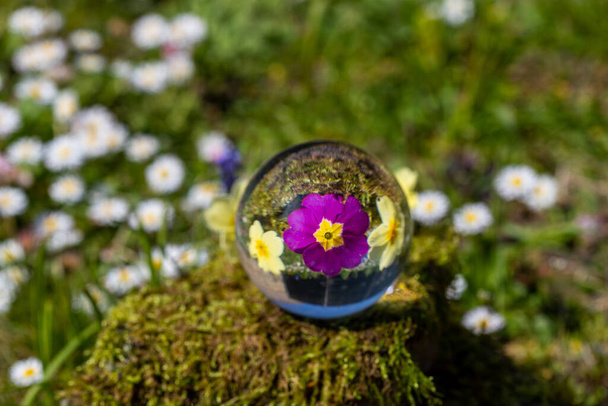 Sfera di cristallo con fiore di primula viola e gialla su pietra ricoperta di muschio circondata da un prato fiorito
 - Foto, immagini