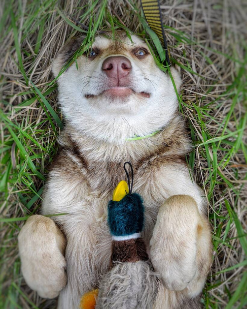  草の上に青い目をした灰色の子犬が横になっている - 写真・画像