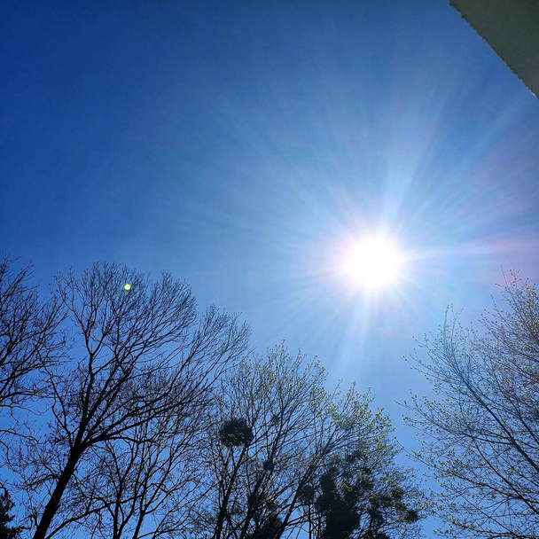 Яркое солнце над верхушками деревьев
 - Фото, изображение