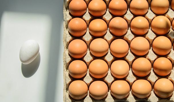 Yumurta kaseti kahverengi kabuklu yumurtalar içeriyor. Beyaz arka planda beyaz kabuklu bir yumurta uzanır, gölge bırakır. Kavram - Farklılık. Kara koyun. - Fotoğraf, Görsel