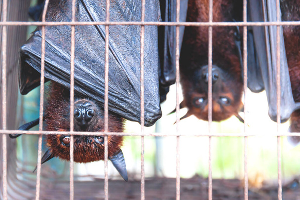 Raposas voadoras morcegos de cabeça para baixo em uma gaiola em um mercado de alimentos e comer, Sumatra, Indonésia
 - Foto, Imagem
