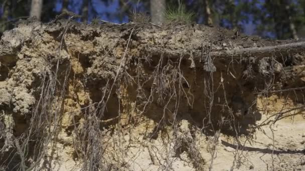 Szekrény lucfenyő gyökerek és homokos talaj, földcsuszamlások a gyökerek alatt. Szerető Szilézia, erdő Lengyelországban. 4K felvétel - Felvétel, videó
