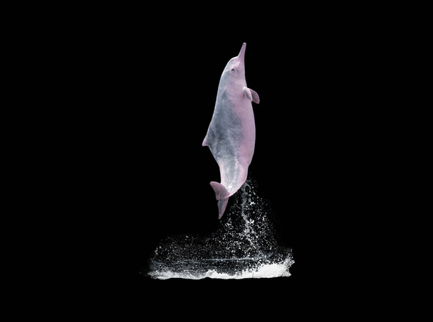Les dauphins roses sautent par-dessus l'eau, isolés sur fond noir avec un chemin de coupe
 - Photo, image