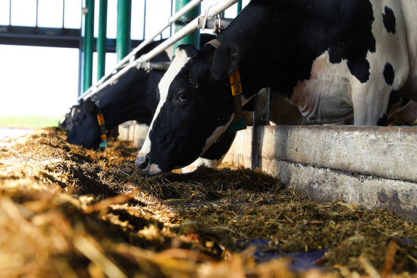 Коровы едят сено на ферме
 - Фото, изображение
