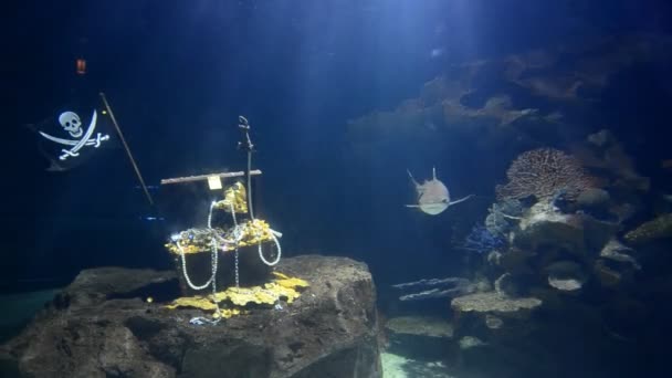Big aquarium simulations undersea and shark swimming in side - Felvétel, videó