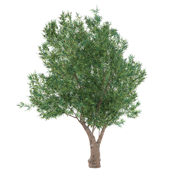 Árvore de oliveira isolada. Olea europaea
 - Foto, Imagem