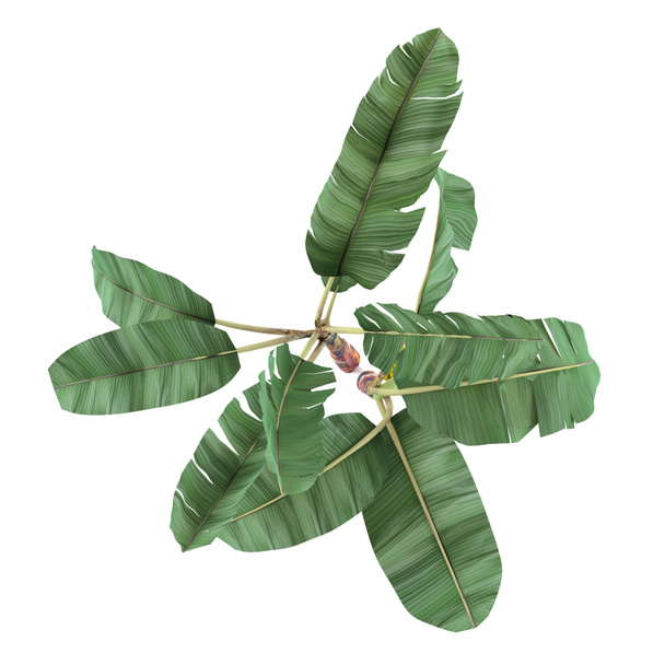 hurma izole bir bitki. Musa acuminata muz üst - Fotoğraf, Görsel